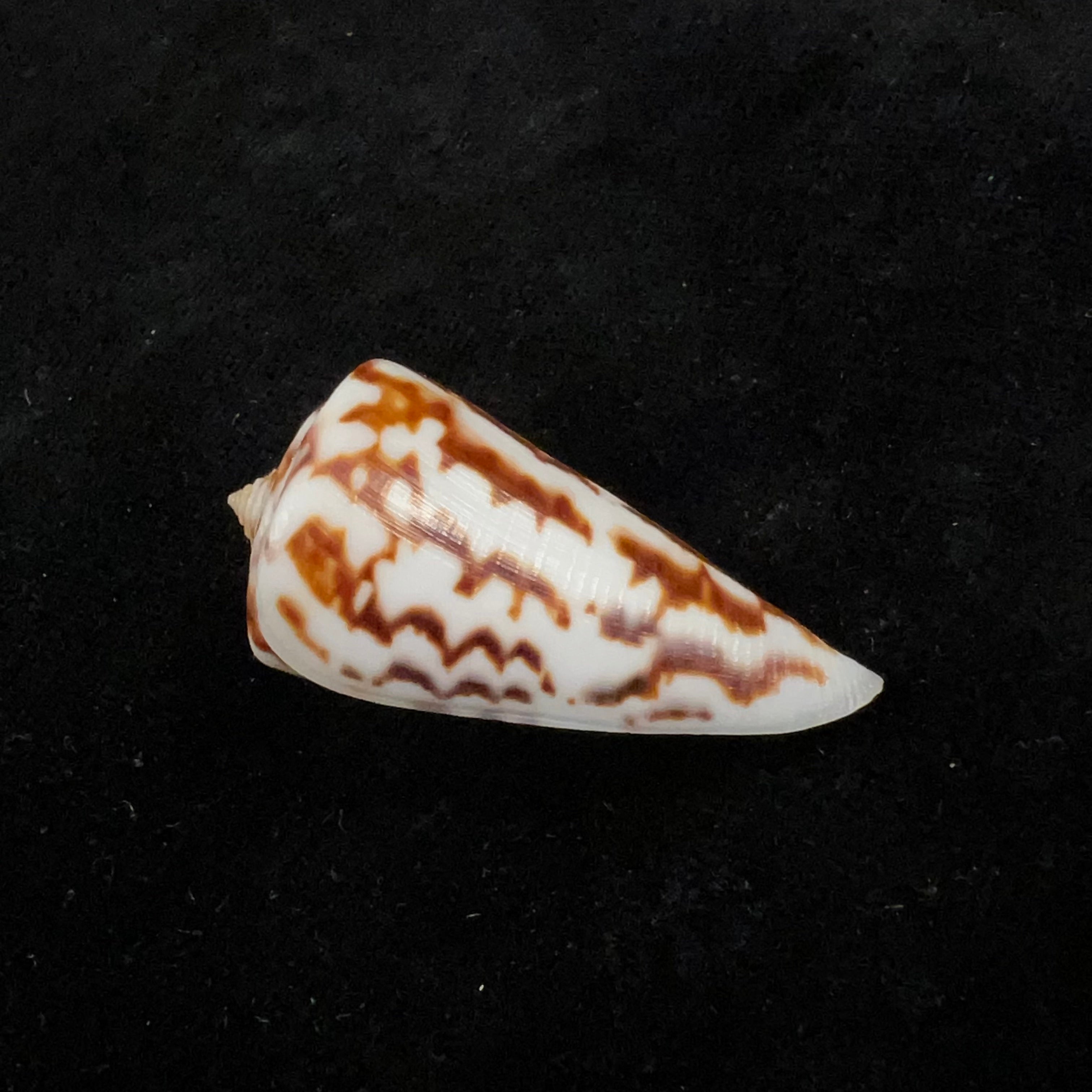 Conus clerii Reeve, 1844 - 42mm