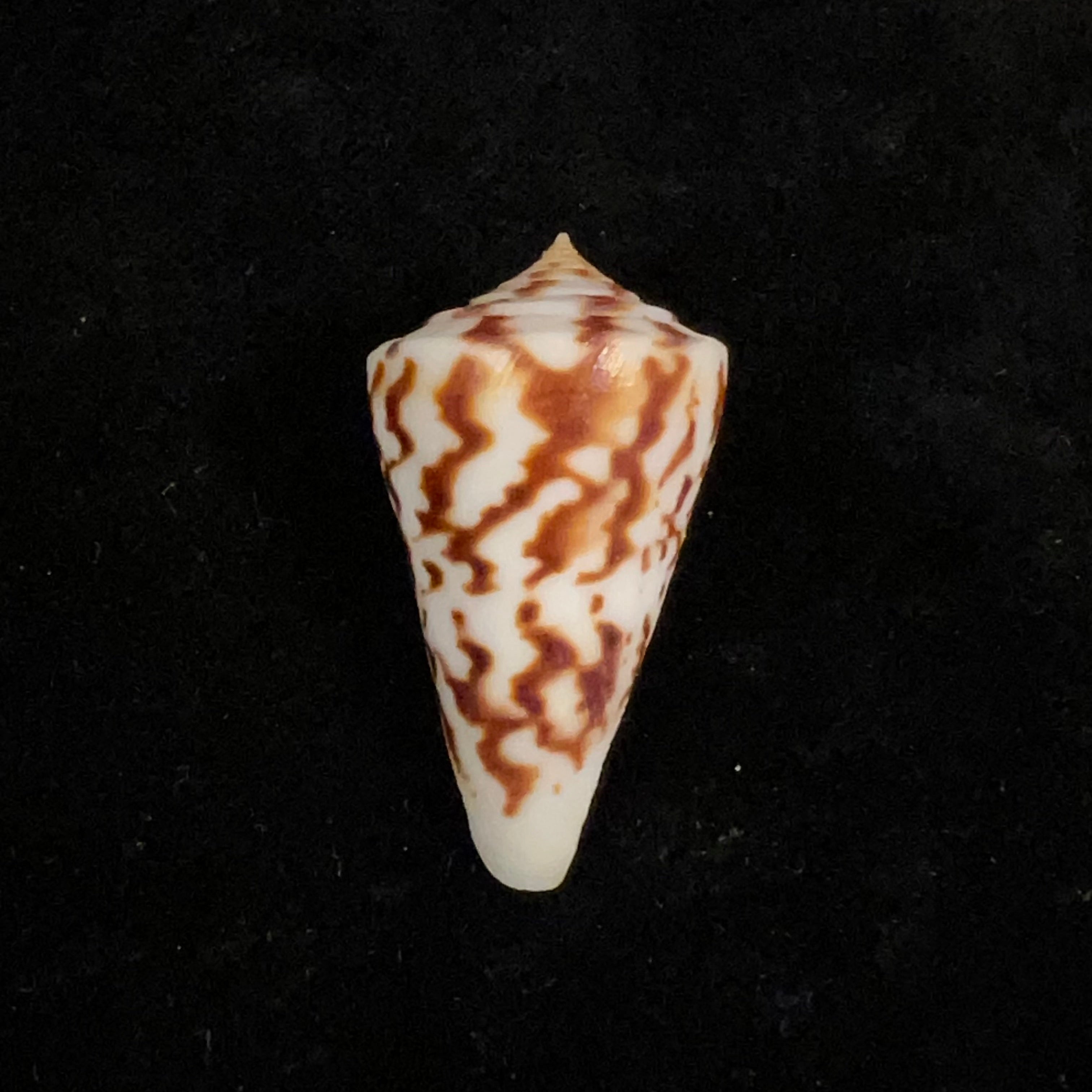 Conus clerii Reeve, 1844 - 41mm