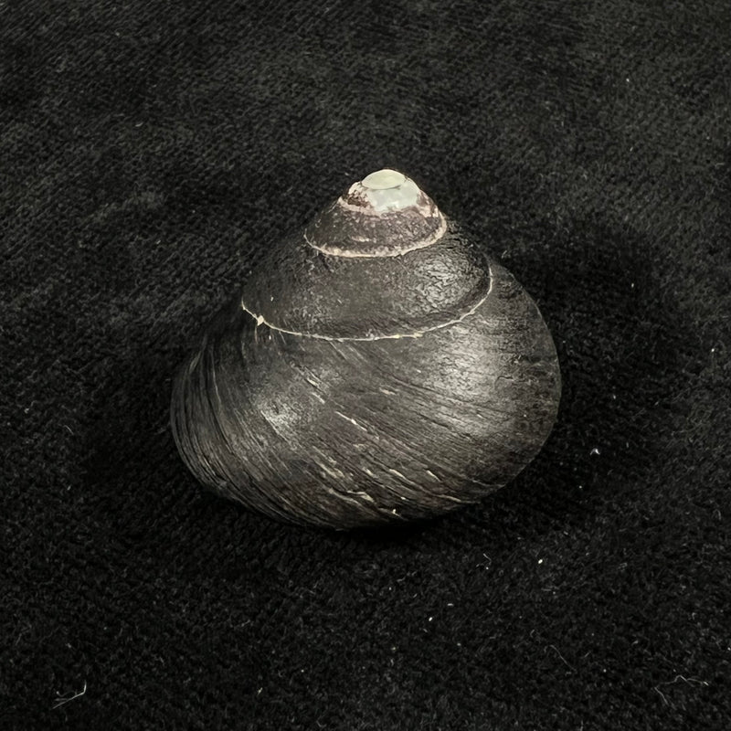 Tegula atra (Lesson, 1831) - 30,6mm