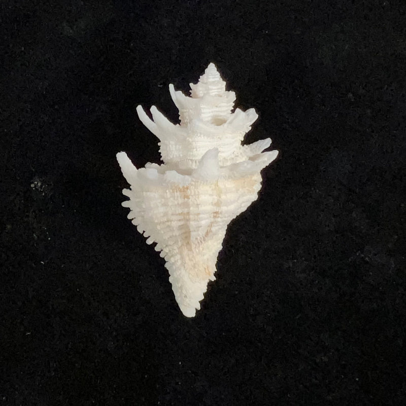 Babelomurex basilium (Penna-Neme & Leme, 1978) - 35,3mm