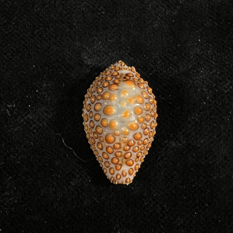 Jenneria pustulata ([Lightfoot], 1786) - 24,6mm