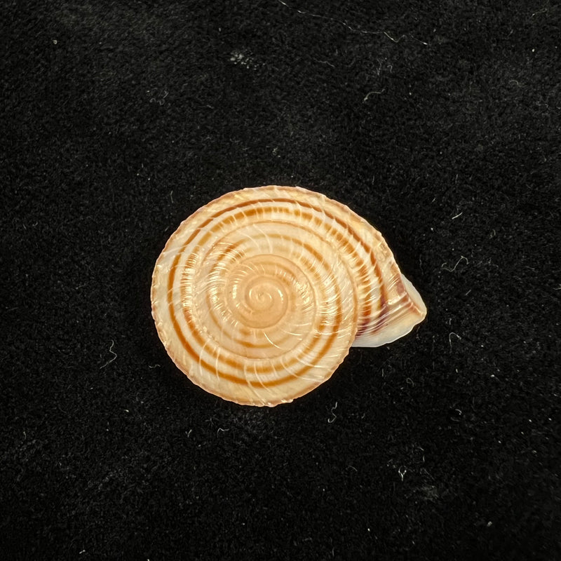 Obba rota (Broderip, 1841) - 26,8mm