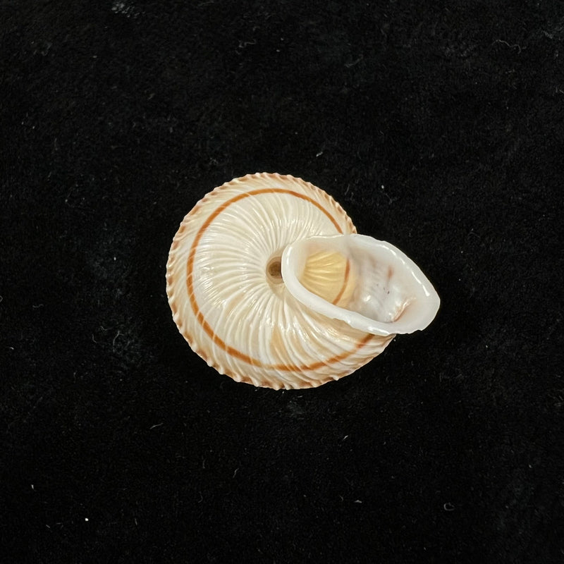 Obba rota (Broderip, 1841) - 25,6mm