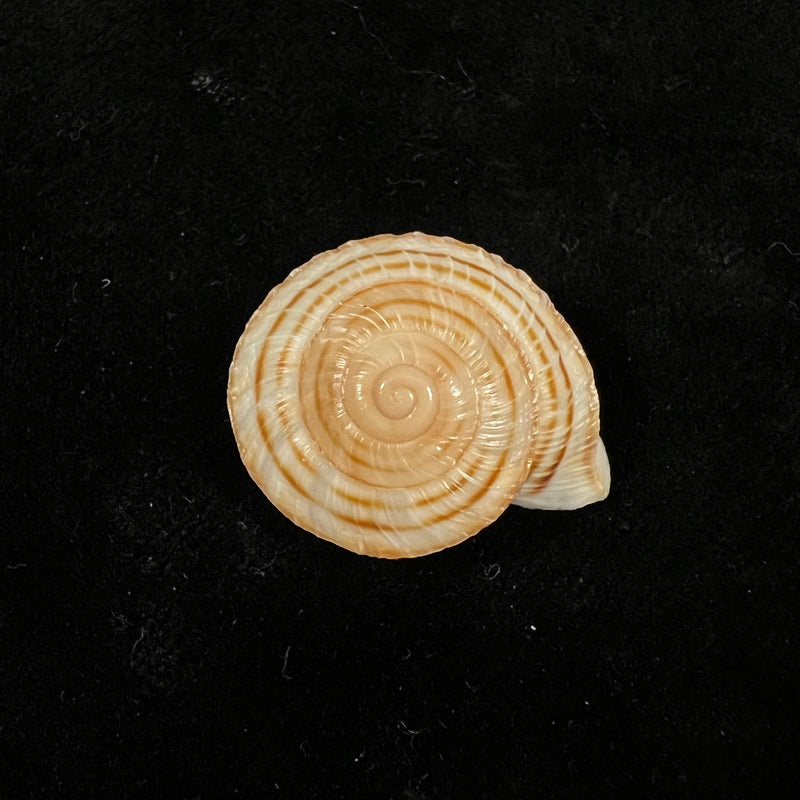 Obba rota (Broderip, 1841) - 25,8mm