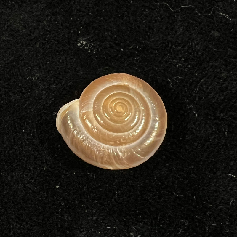 Aegista aubryana chinesis (Philippi, 1845) - 18mm