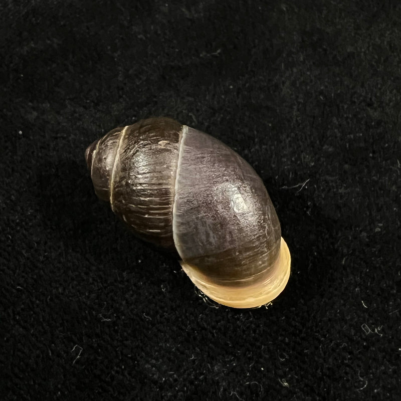 Pollicaria rochebruni (Mabille, 1887) - 31,4mm