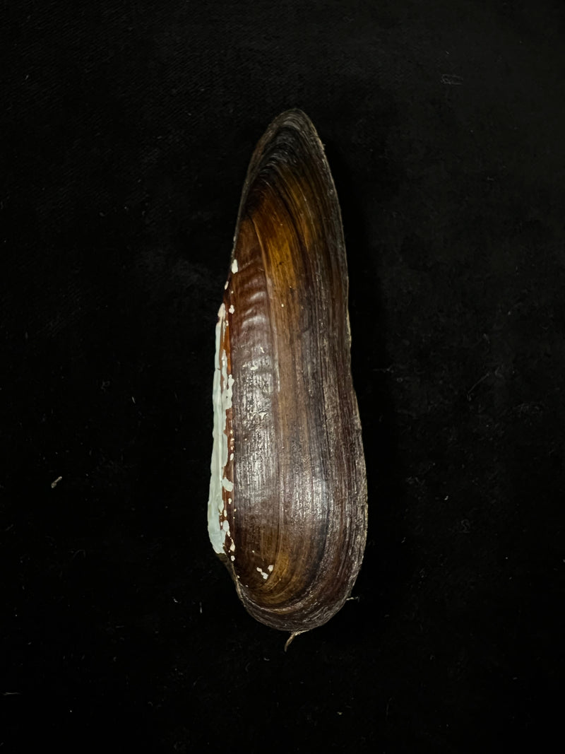 Lanceolaria grayii (J. E. Gray, 1833) - 96mm