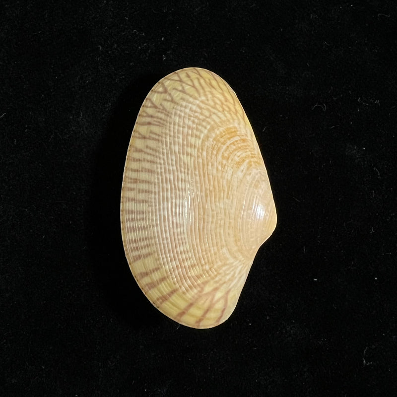 Paratapes undulatus (Born, 1778) - 45,8mm