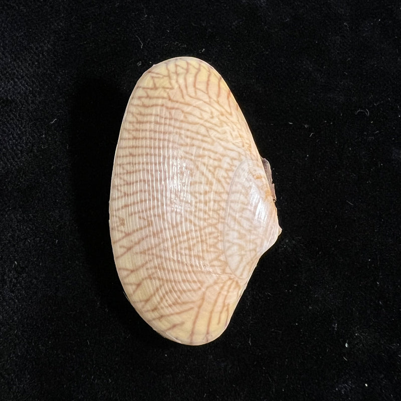 Paratapes undulatus (Born, 1778) - 47,6mm