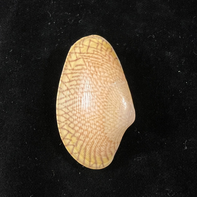 Paratapes undulatus (Born, 1778) - 48,6mm