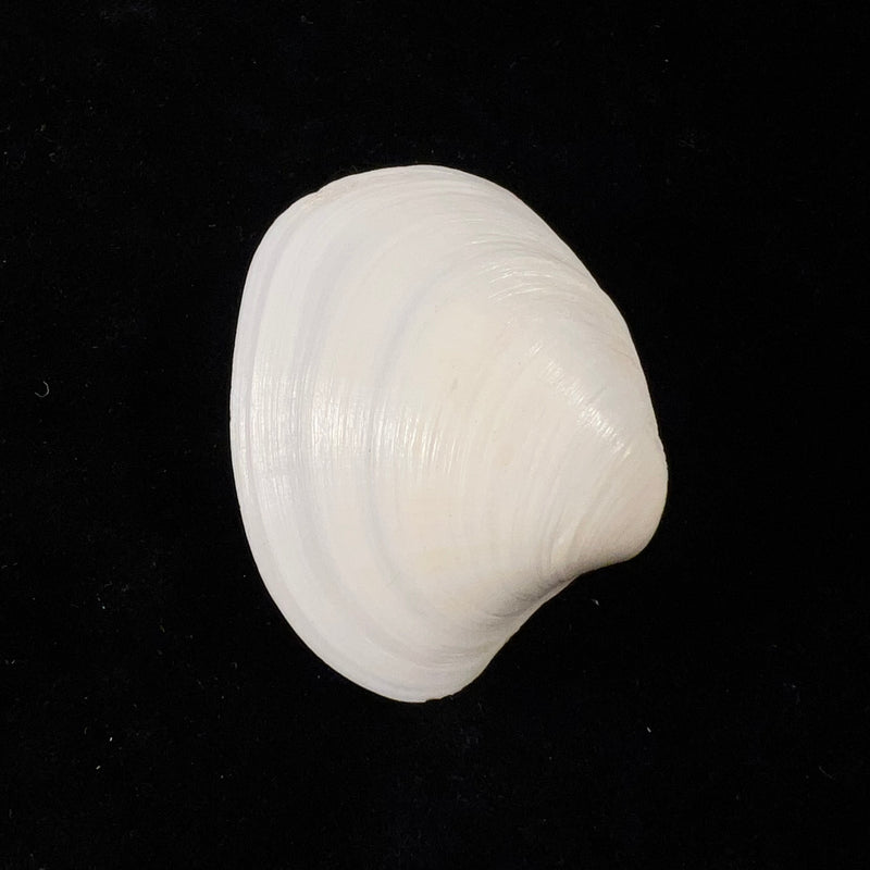 Pitar albidus (Gmelin, 1791) - 46,7mm