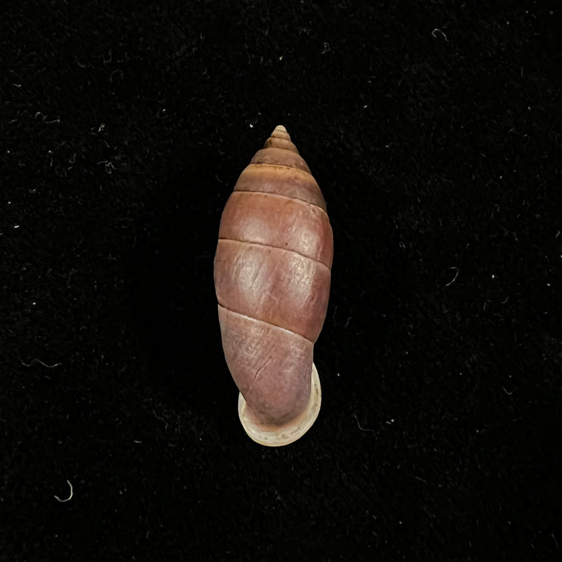 Atractophaedusa ookuboi H. Nordsieck, 2005 - 25,7mm