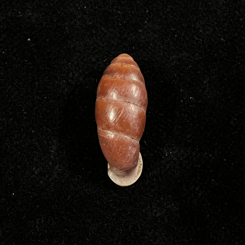 Atractophaedusa takagii (H. Nordsieck, 2005) - 21,5mm