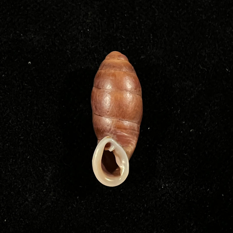 Atractophaedusa takagii (H. Nordsieck, 2005) - 21,5mm