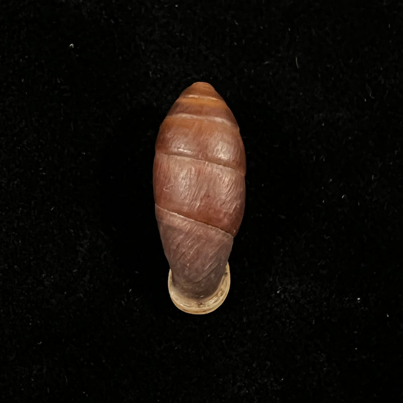 Atractophaedusa takagii (H. Nordsieck, 2005) - 21mm