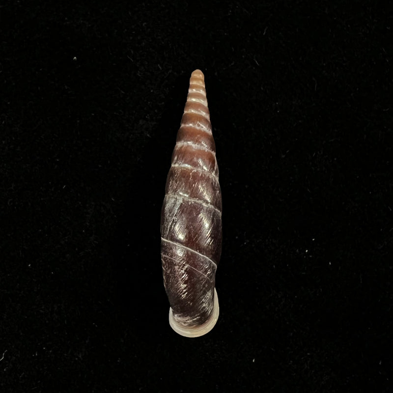 Formosana malleolata (H. Nordsieck, 2012) - 31,3mm