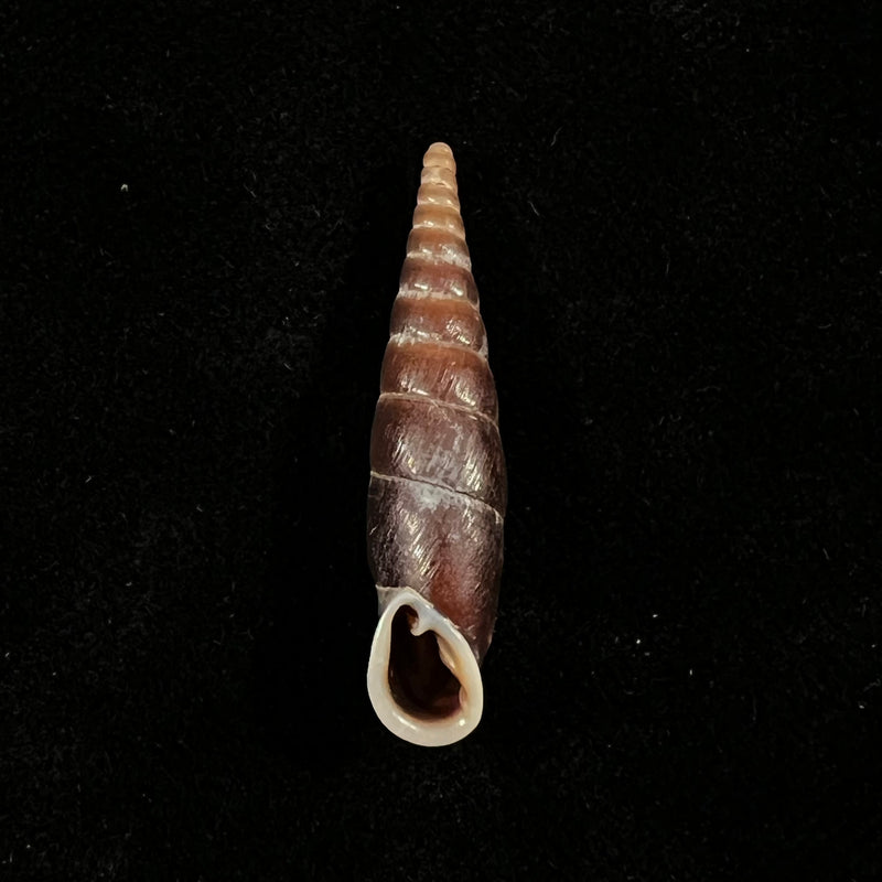 Formosana malleolata (H. Nordsieck, 2012) - 31,3mm