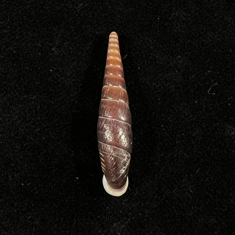 Formosana malleolata (H. Nordsieck, 2012) - 29,1mm