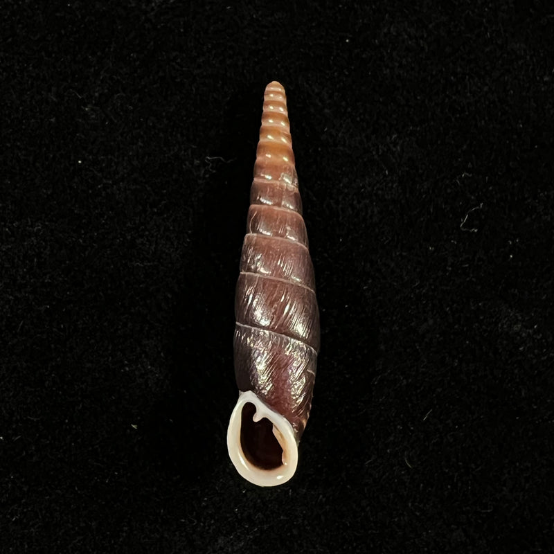 Formosana malleolata (H. Nordsieck, 2012) - 29,1mm