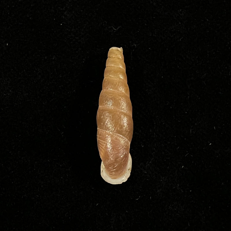 Oospira phyllostoma (Heude, 1888) - 28,9mm