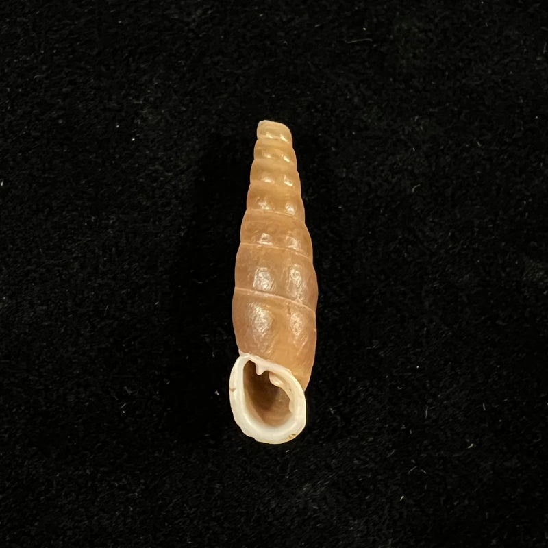 Oospira phyllostoma (Heude, 1888) - 28,9mm