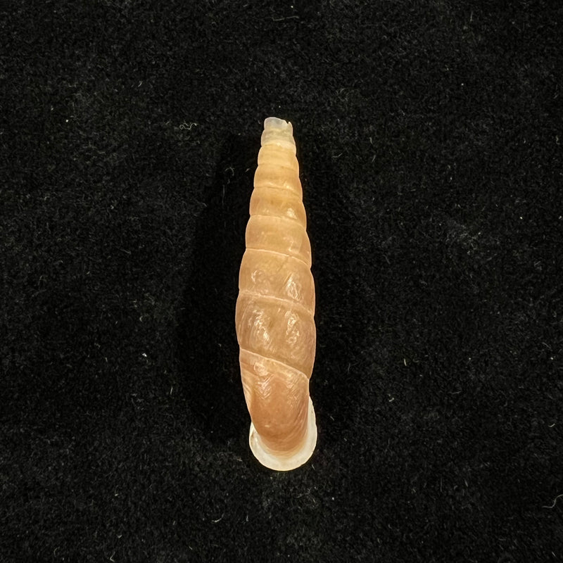 Oospira phyllostoma (Heude, 1888) - 33,2mm