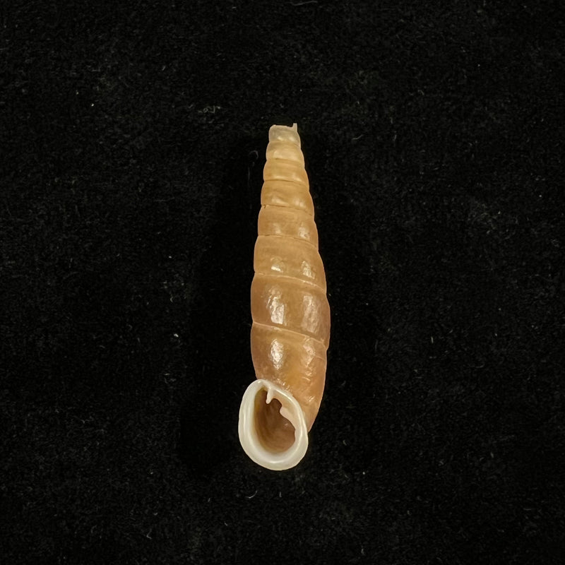 Oospira phyllostoma (Heude, 1888) - 33,2mm