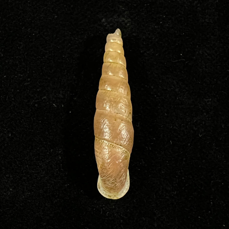 Oospira phyllostoma (Heude, 1888) - 33,1mm