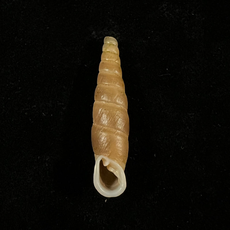 Oospira phyllostoma (Heude, 1888) - 33,1mm