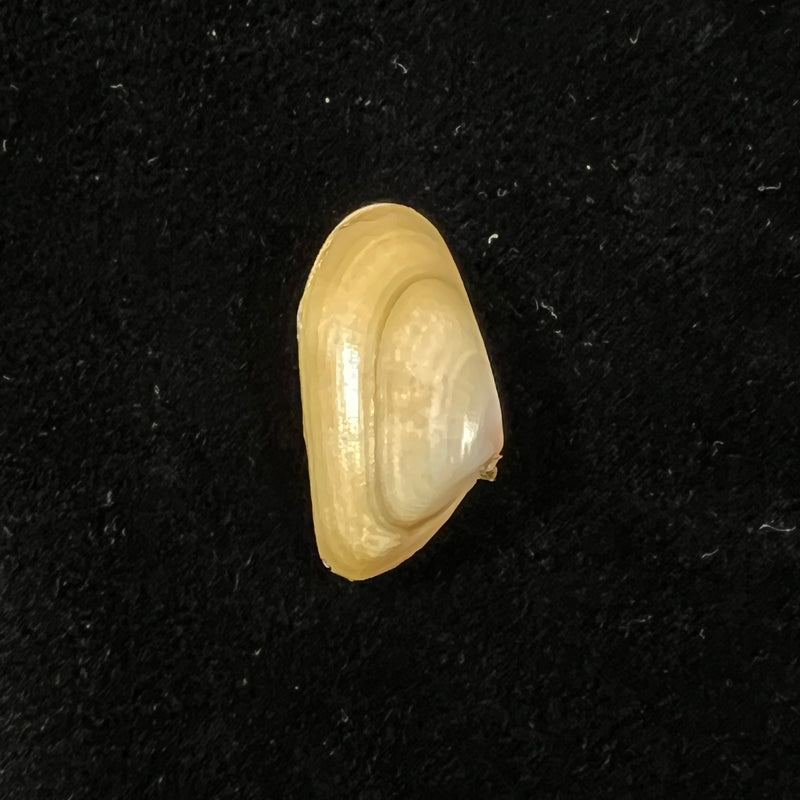 Donax semistriatus Poli, 1795 - 21,4mm