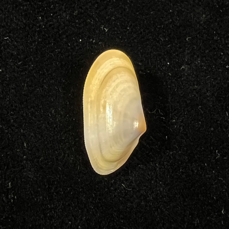 Donax semistriatus Poli, 1795 - 20,7mm