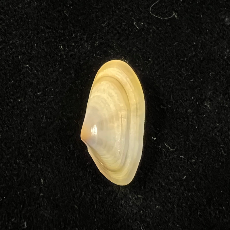 Donax semistriatus Poli, 1795 - 20,7mm