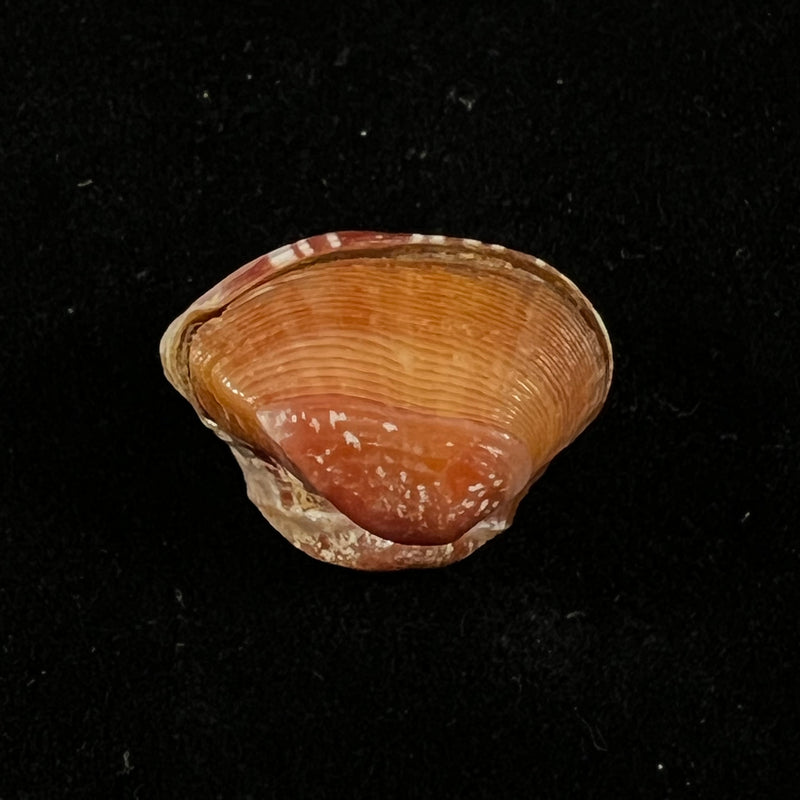 Corbula speciosa Reeve, 1843 - 18,3mm