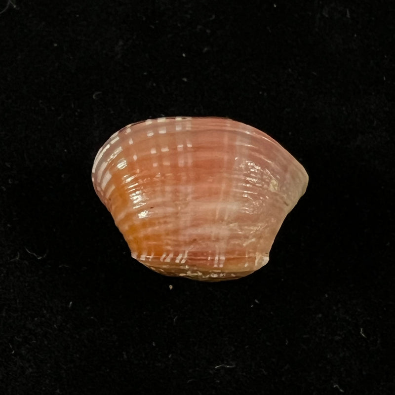 Corbula speciosa Reeve, 1843 - 18,3mm