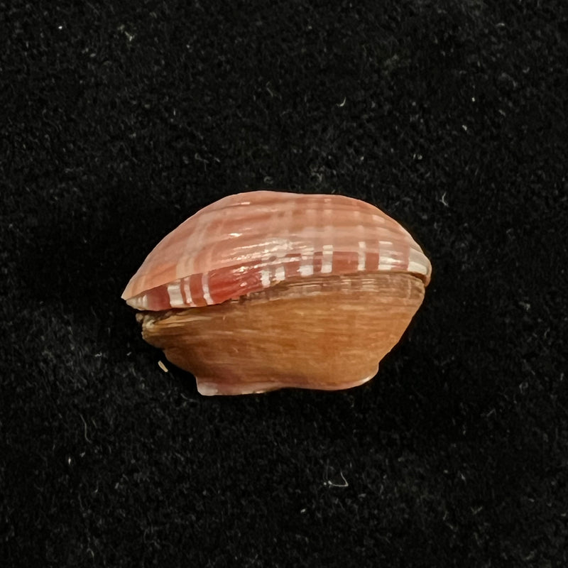 Corbula speciosa Reeve, 1843 - 18,3mm