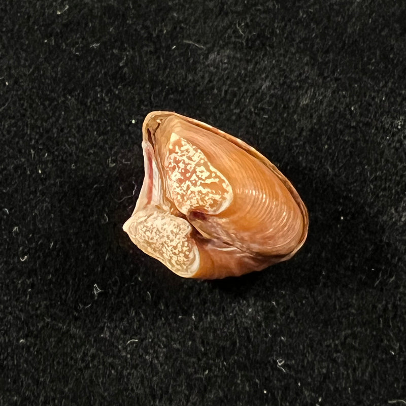 Corbula speciosa Reeve, 1843 - 17,1mm