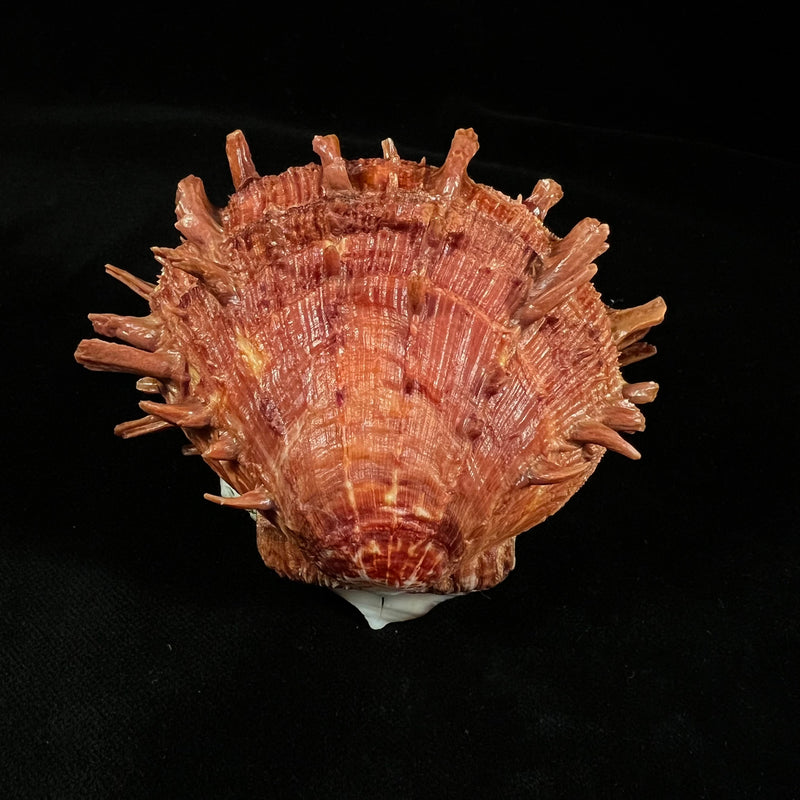 Spondylus ictericus Reeve, 1856 - 75,6mm