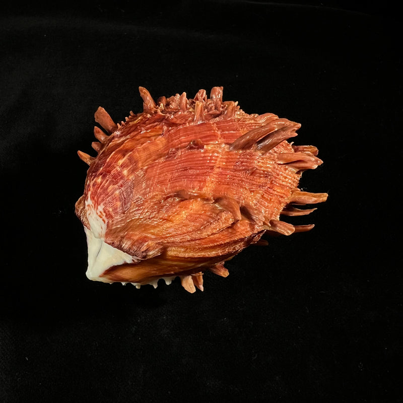 Spondylus ictericus Reeve, 1856 - 75,6mm