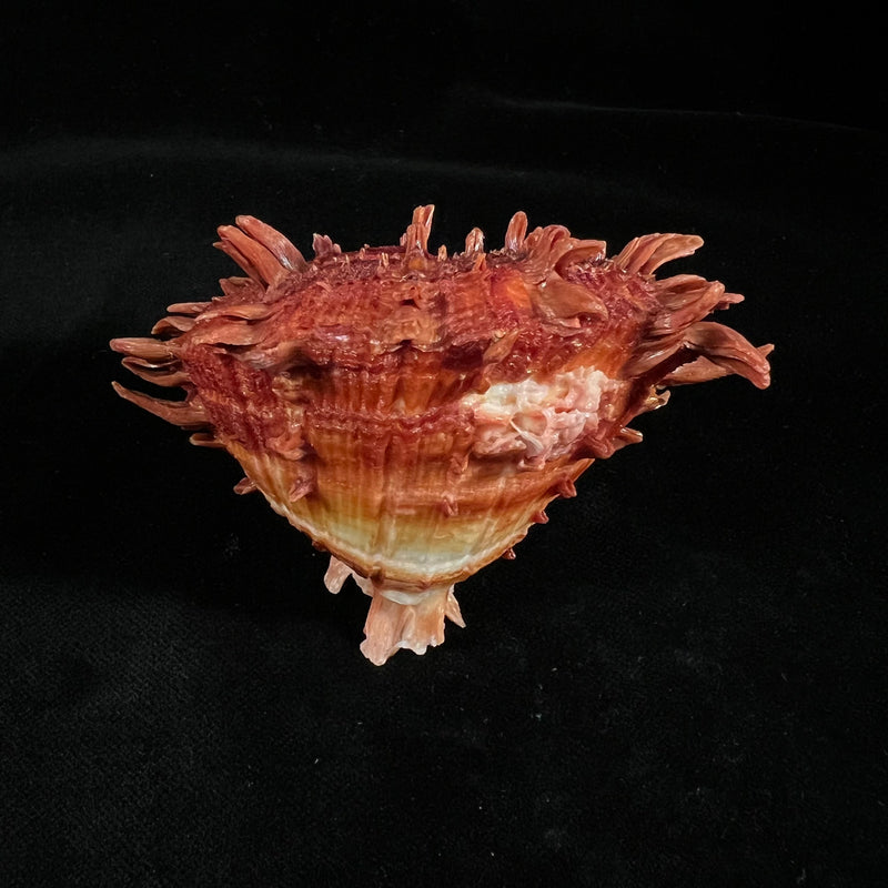 Spondylus ictericus Reeve, 1856 - 75,6mm