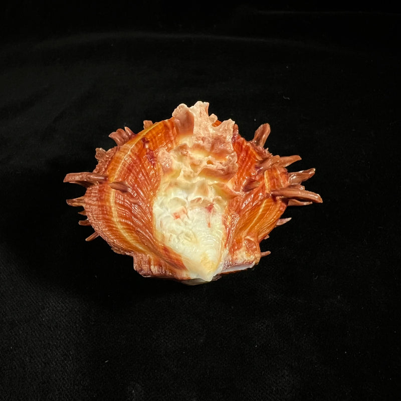 Spondylus ictericus Reeve, 1856 - 75,6mm