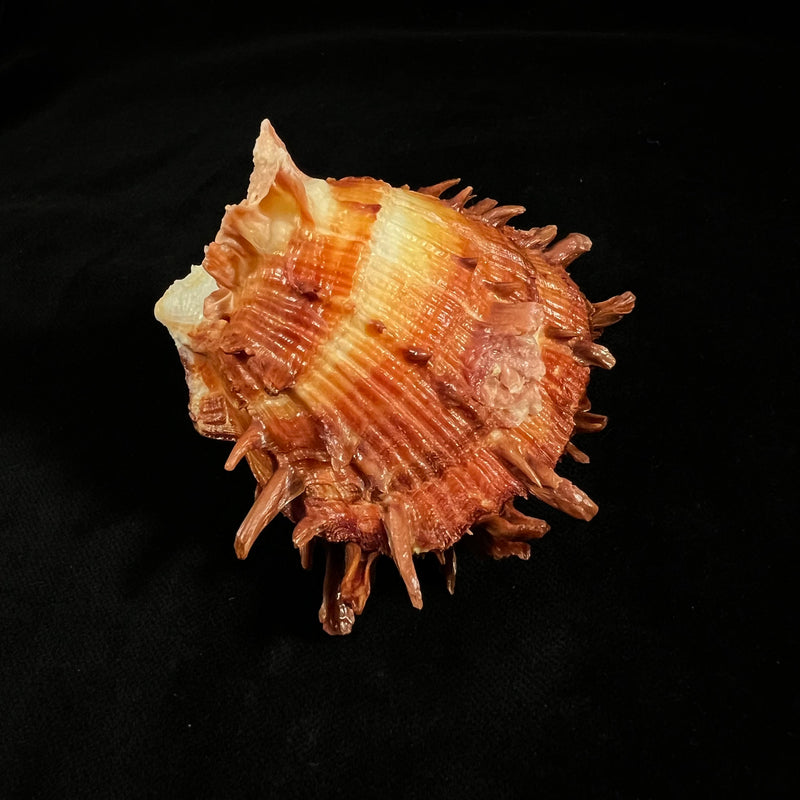 Spondylus ictericus Reeve, 1856 - 75,6mm