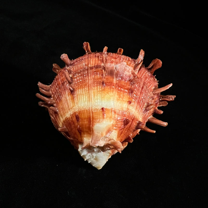 Spondylus ictericus Reeve, 1856 - 75,6mm