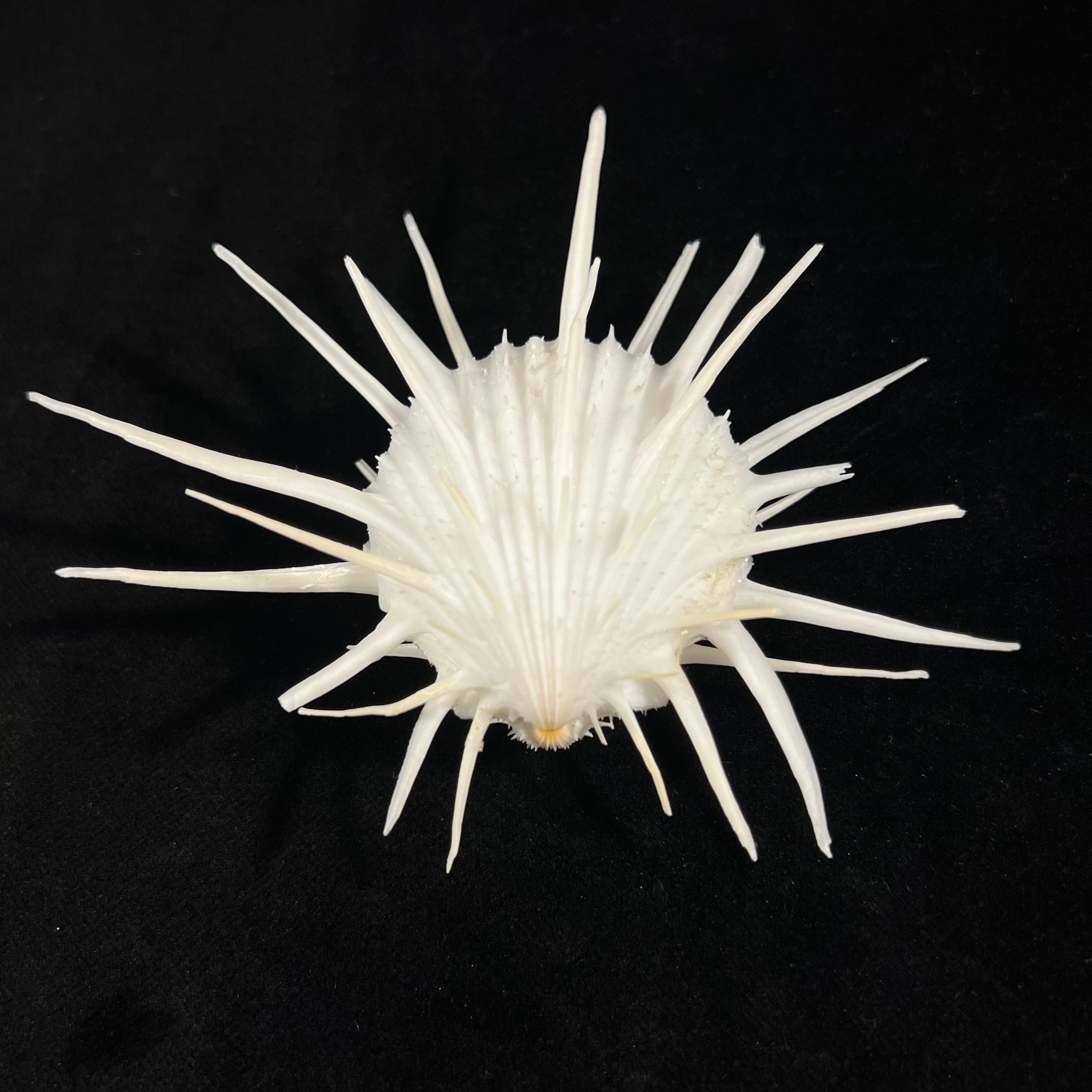 Spondylus imperialis Chenu, 1844 - 74,1mm