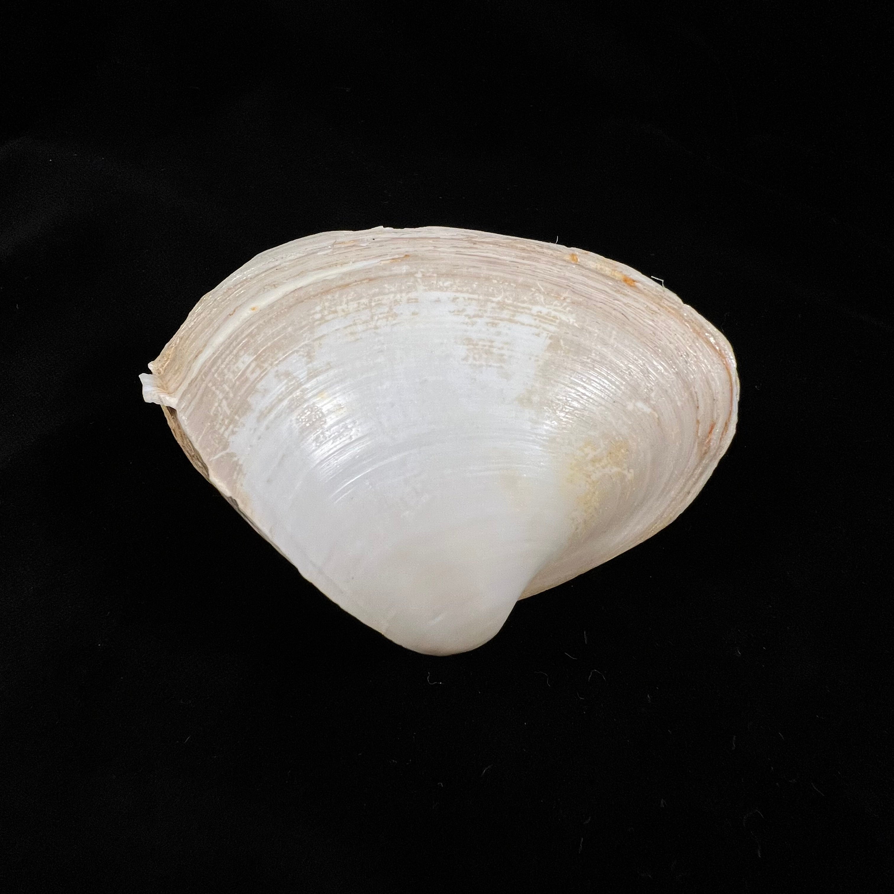 Mactrellona alata (Spengler, 1802) - 92,8mm