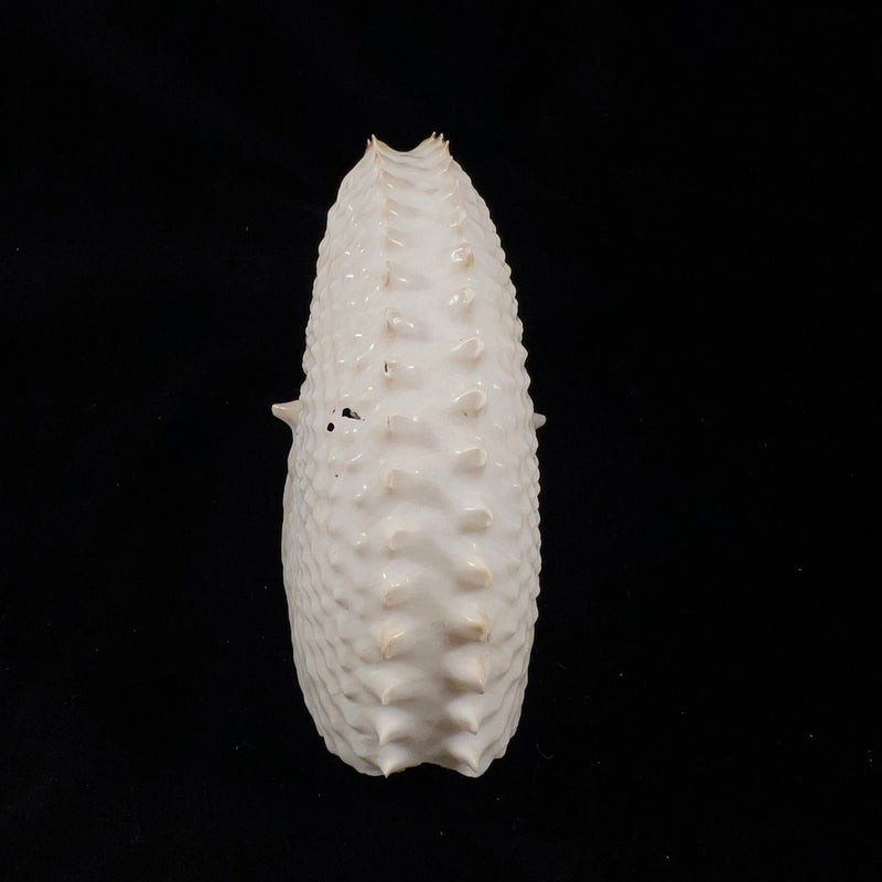 Argonauta nodosus [Lightfoot], 1786 - 119,5mm