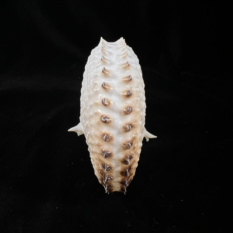 Argonauta nodosus [Lightfoot], 1786 - 119,5mm