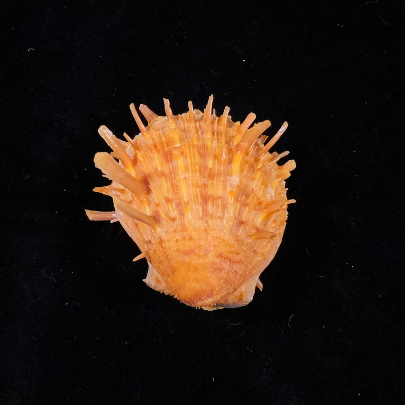 Spondylus ictericus Reeve, 1856 - 45mm