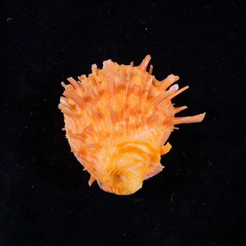 Spondylus ictericus Reeve, 1856 - 45mm