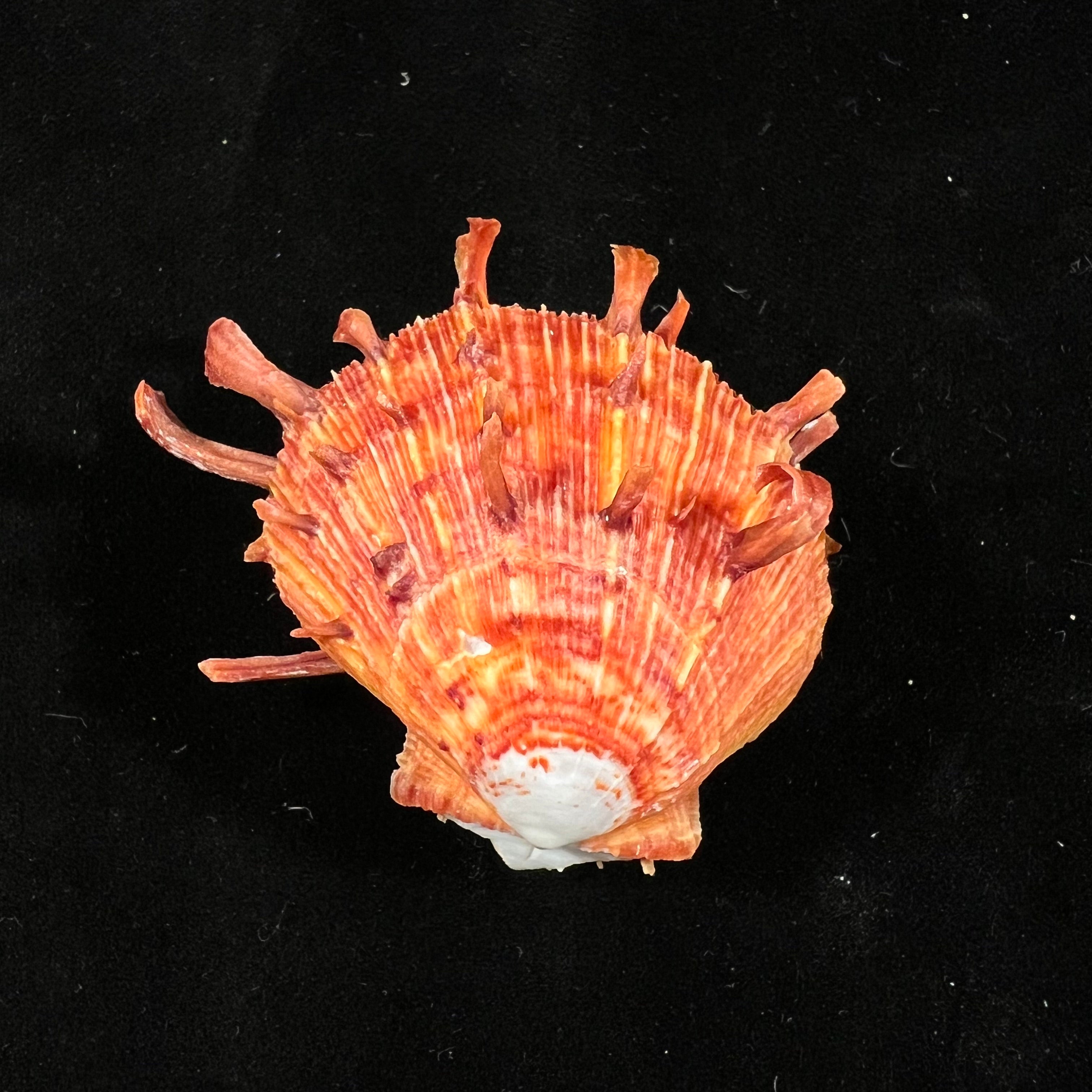 Spondylus ictericus Reeve, 1856 - 44,1mm