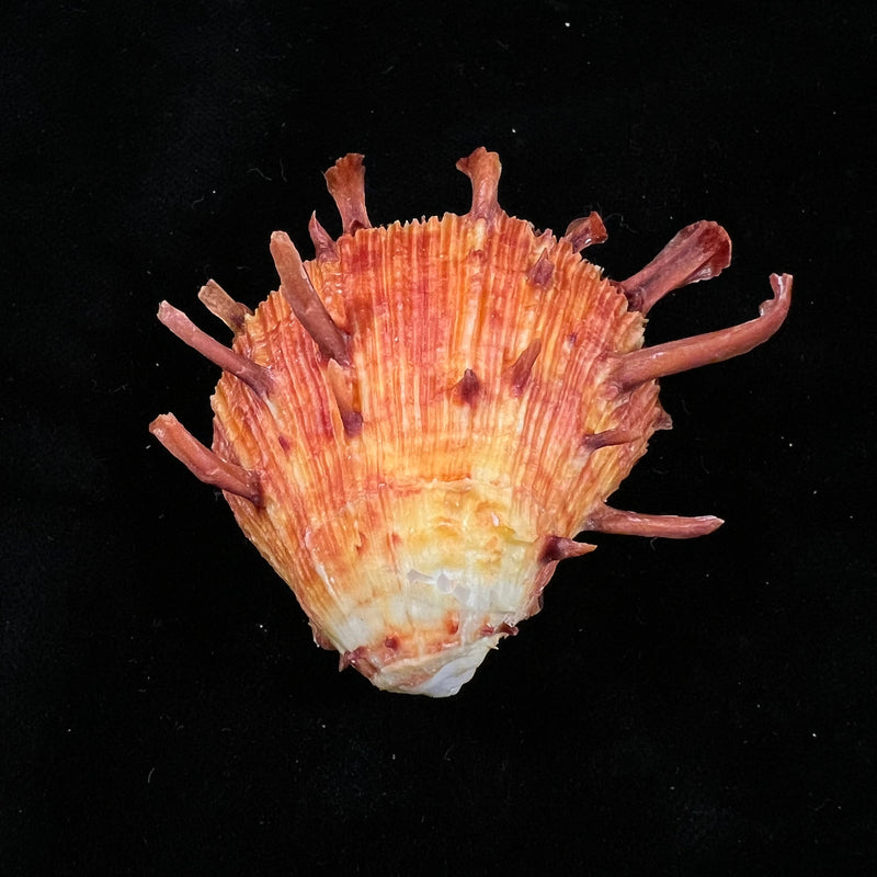 Spondylus ictericus Reeve, 1856 - 44,1mm